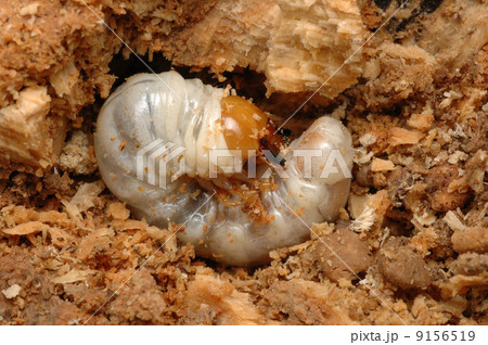 幼虫 クワガタ クワガタムシ科 コクワガタの写真素材