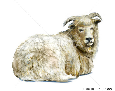 動物 羊 全身 リアルの写真素材