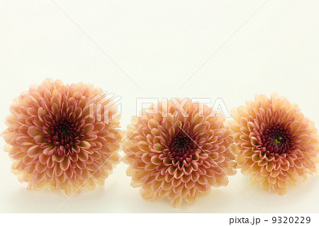 カリメロ スプレー菊 生花の写真素材