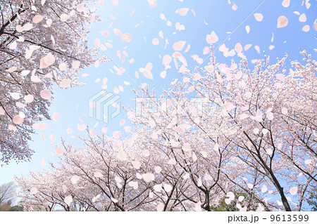 桜吹雪 さくらふぶき 花吹雪 はなふぶきの写真素材 桜吹雪 さくらふぶき 花吹雪 はなふぶきの写真素材