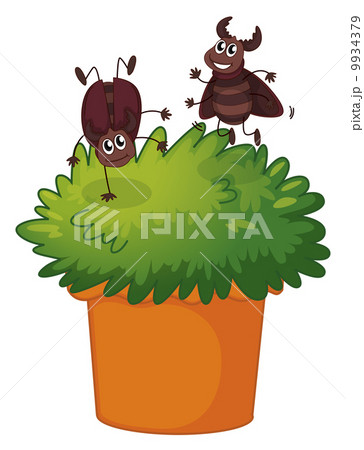 succulent seeds buy Sempervivum Hybridum (Hen & Chicks Cactus Mixed) Succulent Seeds
