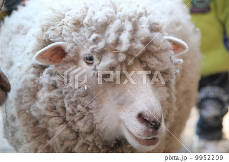 羊 家畜 上野動物園 ヒツジの写真素材 - PIXTA