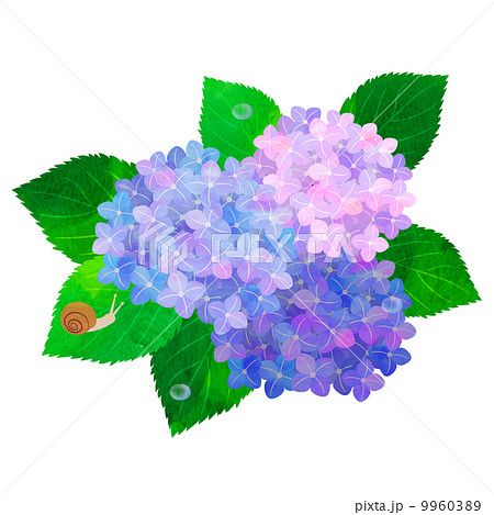 植物 紫陽花 挿絵 ６月のイラスト素材