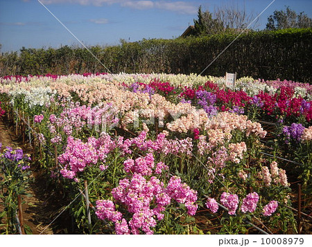 千倉の花畑の写真素材 - PIXTA