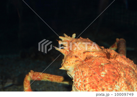 タカアシガニの写真素材