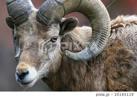 羊 羊の写真 角を強調 年賀状15の写真素材