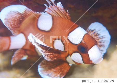ハタ 幼魚 魚 海の写真素材