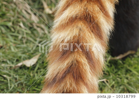 しっぽ 尻尾 茶色 レッサーパンダの写真素材