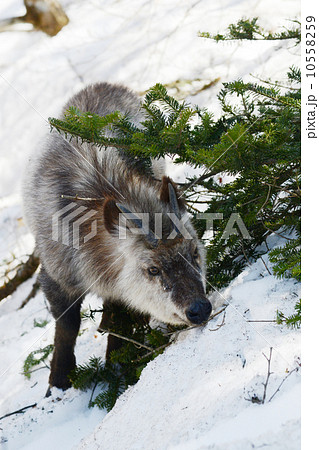 眼下腺の写真素材 眼下腺の写真素材