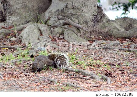四ツ池公園 台湾リスの写真素材