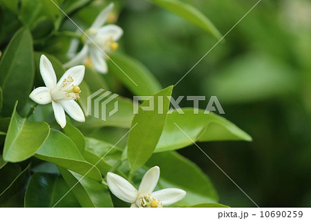 みかんの花の写真素材