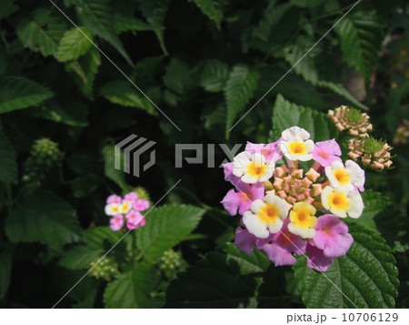 丸い集合体の花の写真素材
