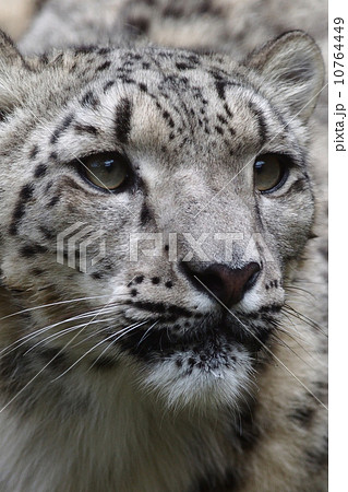 Snowleopard カッコいいの写真素材