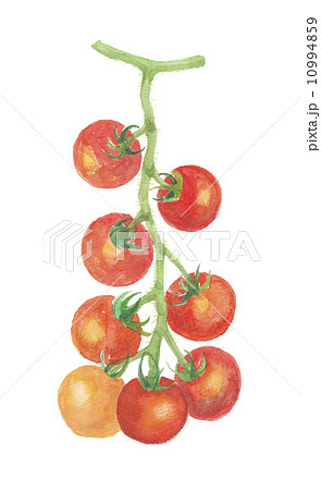 枝つきトマトのイラスト素材 Pixta