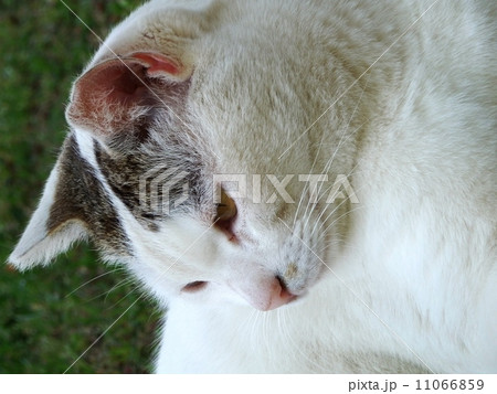 猫 横顔 イエネコ ネコ類の写真素材