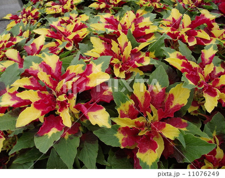 ハゲイトウ 花園 葉鶏頭 アマランサスの写真素材