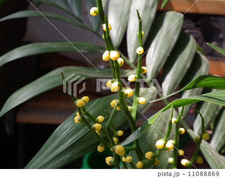 テーブルヤシ 花 亜熱帯 細かいの写真素材