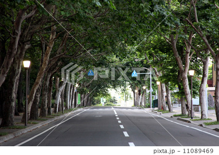 プラタナス 木 トンネル 並木の写真素材