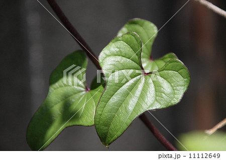 自然薯の葉の写真素材