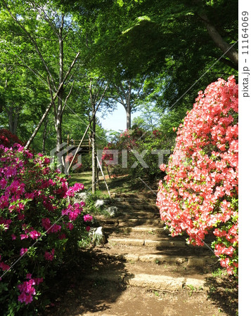 千葉県野田市 つつじ園の写真素材
