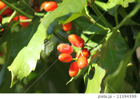 木の実 アオキの実 青木の実 植物の写真素材