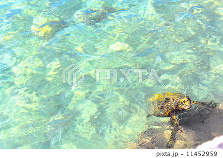 ウミガメ 可愛い ハワイ島 美しいの写真素材