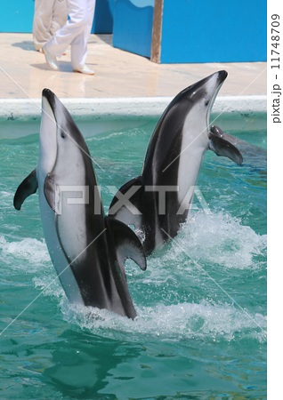イルカ ジャンプ 海 海獣 黒色 水族館 白黒の写真素材