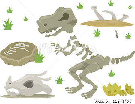 ティラノサウルス 骨 恐竜 頭蓋骨の写真素材