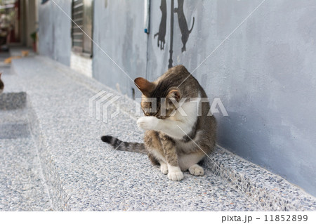 猫 ネコ 顔 洗うの写真素材