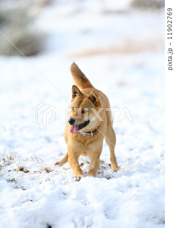 柴系 雪玉 犬の写真素材