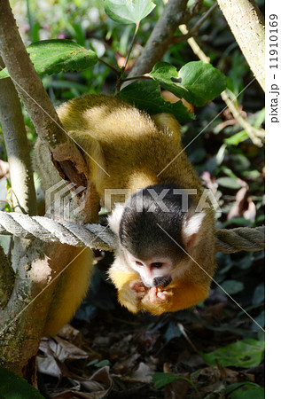 リスザル 霊長類 生物 木 黄色 小さい 猿 小型の写真素材