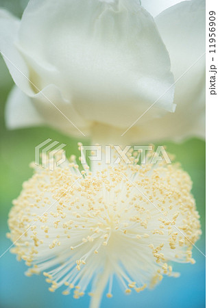 バオバブ 花 白 珍しいの写真素材