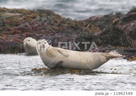 海 アザラシ アイスランド 岩の写真素材