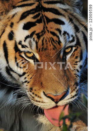 迫力があるトラの写真素材