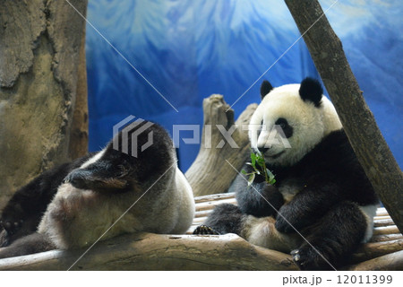 ジャイアントパンダ パンダ 台北 絶滅危惧種の写真素材