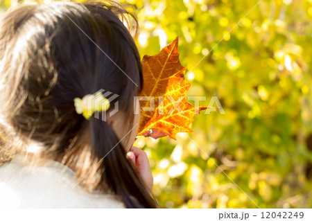 落ち葉拾い 紅葉の写真素材