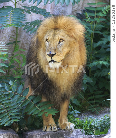 ライオン 猛獣 百獣の王 遠吠えの写真素材