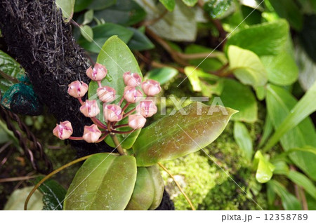 サクララン ホヤ 花 蕾の写真素材 - PIXTA