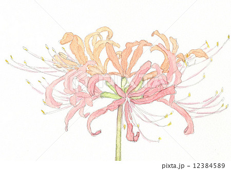 彼岸花 花 お花 手書きのイラスト素材