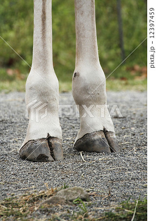 足 キリン きりん 蹄の写真素材