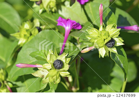オシロイバナ 種 植物 黒い種の写真素材