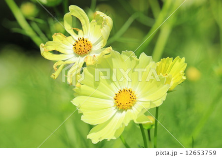 コスモスの（シベ＆花びら） - 四季の花と風景写真