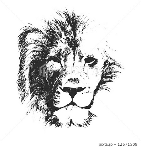 動物 ライオン イラスト 白黒 ブラック 挿絵の写真素材