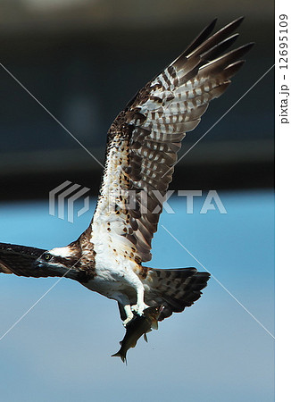 鷹 翼の写真素材