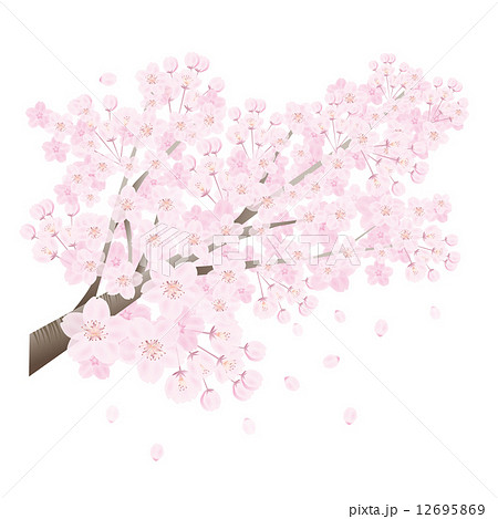 満開 桜 透過 桜吹雪のイラスト素材
