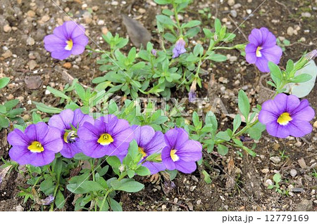 ペチュニアに似た花の写真素材