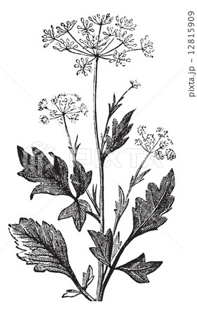 セリ 花 植物 イラストの写真素材