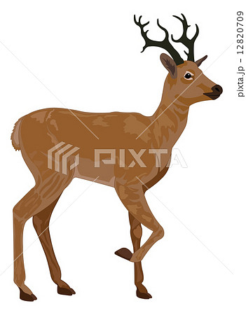 musk -deer deer drawing Photos - PIXTA