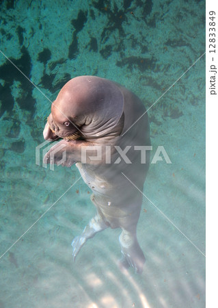 セイウチ 泳ぐ 横浜市 八景島シーパラダイスの写真素材