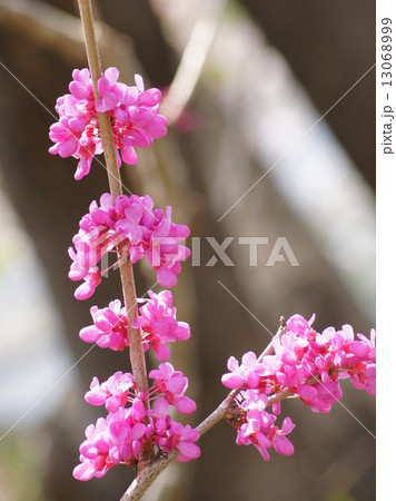 ズオウ 花ズオウの写真素材